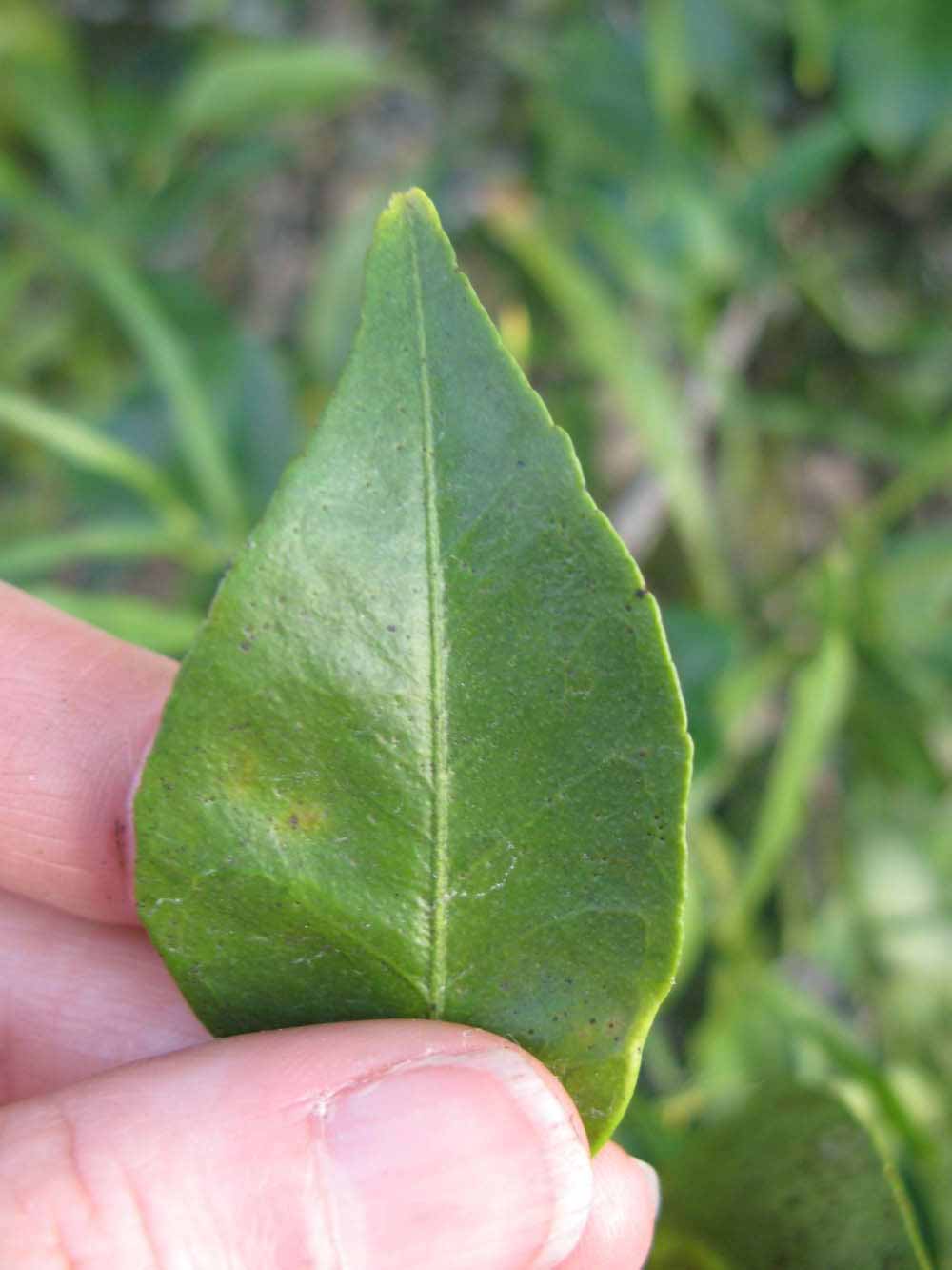               Margin (Willowleaf, Winter Haven, FL)       